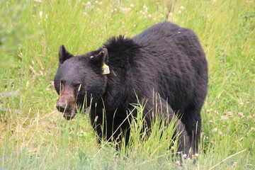 wild boar in the wild, Banff National Park, Alberta