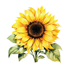 Fototapeta premium Sunflower watercolor 2d Illustration
