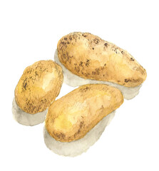 水彩で描いたじゃがいものイラスト 影付き 白バック 透過背景