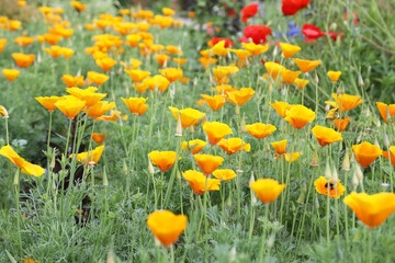 Beautiful red poppy flowers in a garden setting in United Kingdom countryside