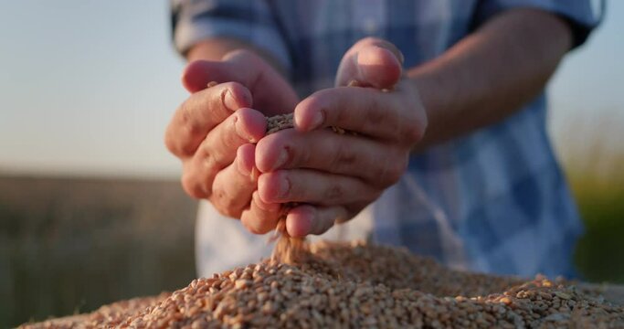 Farmer's hands with grain in the sun. Organic farming concept