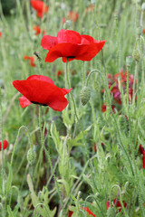 Beautiful red poppy flowers in a garden setting in United Kingdom countryside