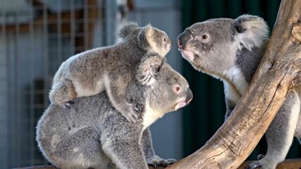koala and baby