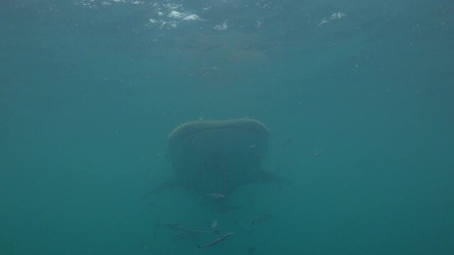 Whale shark (Rhincodon typus) approaches near the surface in milky water with poor visibility. Viewed from slightly below as numerous remoras leave the shark and swim toward the camera.
