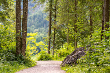 Wanderweg im Zauberwald am Hintersee, Ramsau, Berchtesgadener Land, Bayern