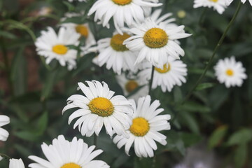 Selective focus of white levanthemum flowers in the garden, daisy with nature flower background.