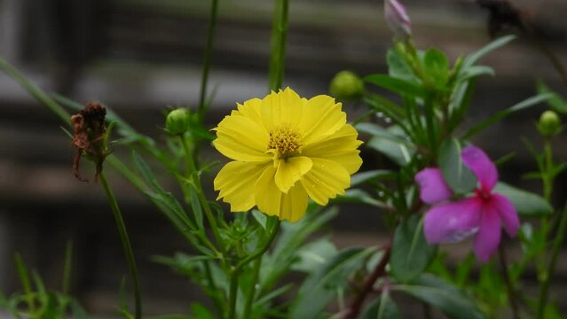 Amur adonis flower beautiful green .