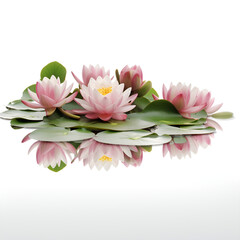 pink lotus flower isolated