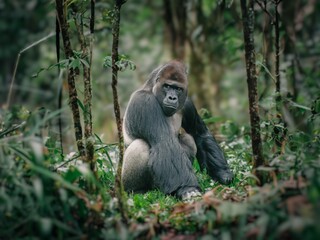 Adult male gorilla in the jungle, captured in its natural