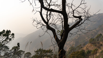 Scenic landscape of Kasauli, Gilbert trail also known as sunset point