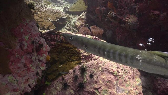 Pickhandle barracuda (Sphyraena jello) stays at a cleaning station while cleaner fish clean its gills. At the same moment, it releases air, producing a loud sound.