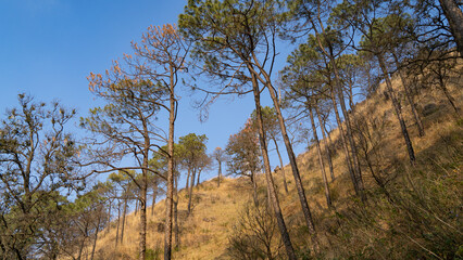 Scenic landscape of Kasauli, Gilbert trail also known as sunset point