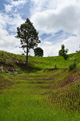 Fototapeta na wymiar Green terraced fields on the mountain under the bright sky