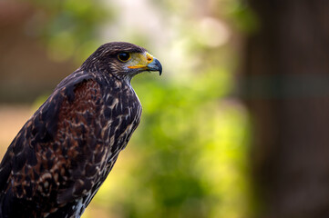 Hawk portrait closeup isolated on defocused natural background with copy space.