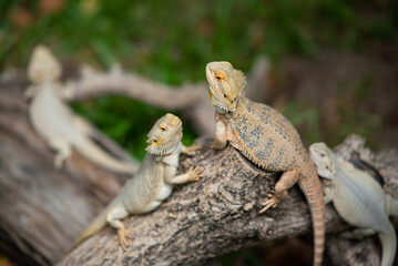 bearded dragon on ground with blur background