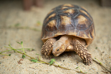 Sucata tortoise on the ground