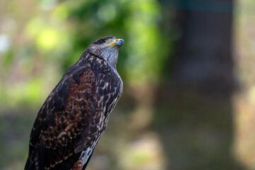 Hawk portrait closeup isolated on defocused natural background with copy space.