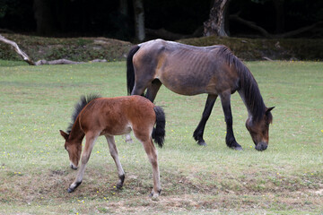 Beautiful wild horses in New Forest in Dorset in United Kingdom