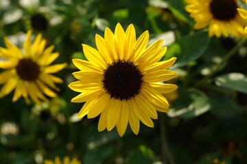 Fototapeta premium black-eyed Susan