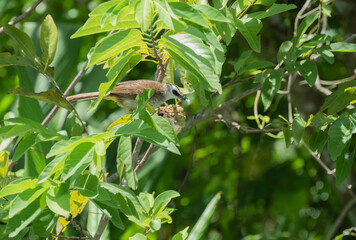 the bird is eating the custard apple on the branch. close up.