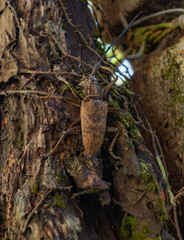 a long-horned beetle on a bark. close up