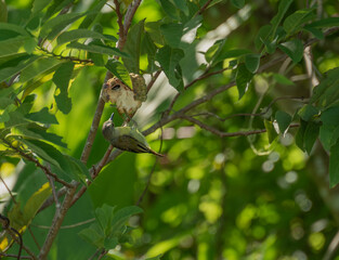 the bird is eating the custard apple on the branch. close up.