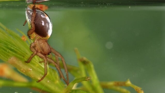 Die Wasserspinnen krabbelt unter Wasser und holt Luft an der Wasseroberfläche