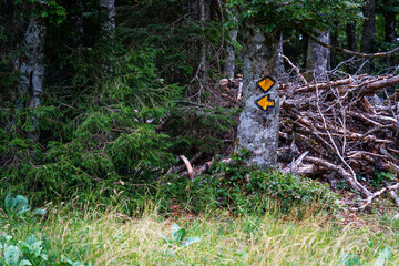 Marquage jaune de randonnée Suisse sur un arbre dans le Jura Vaudois