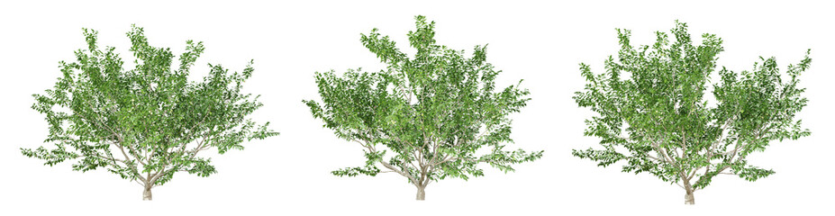 Obraz premium Green annona squamosa fruit tree on transparent background, png plant, 3d render illustration.