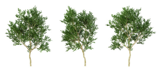 Green annona squamosa fruit tree on transparent background, png plant, 3d render illustration.