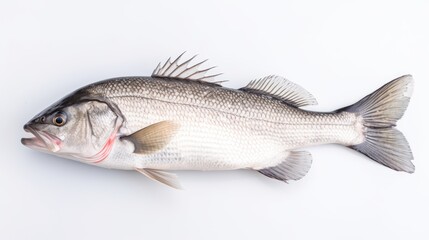 A fresh sea bass fish isolated on white background. Sea bass fish. Generative Ai