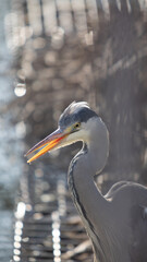 great blue heron