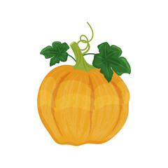 Yellow orange pumpkin with leaves and shoots, autumn vegetable harvest, vector illustration on a white background isolate.