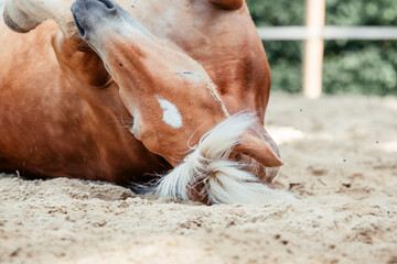 Obraz premium Junge Haflinger Stute, bester Freund