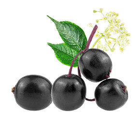Sambucus. European black elderberry - small branch of elderberry, green leaves and elderberry flowers isolated on a white background.