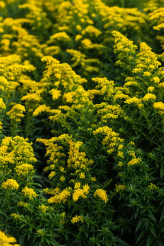Floral background of goldenrod solidago flowers, vivid yellow blossoms background of solidago goldenrod flowers, Goldenrod field   