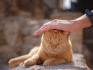 woman petting a cat outside. Stray or Feral Cat in Street city of Rhode in Greece. Historic...