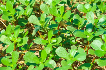 Purslane flowering flower plant herb nature natural detail close up