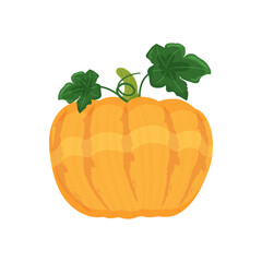Yellow orange pumpkin with leaves and shoots, autumn vegetable harvest, vector illustration on a white background isolate.