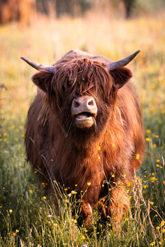 Brown Scottish Highland Cattle with long horns lies on the field in the warm light of sunset