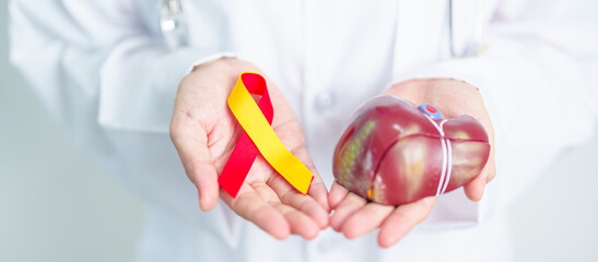 Doctor with Red and Yellow ribbon and human Liver anatomy model. World hepatitis day, 28 July,...
