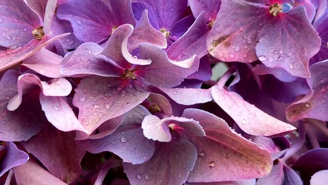 Purple hydrangea flowers. Balcony flowers. Hydrangea macrophylla, flowers