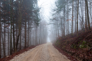 Fototapeta na wymiar Foggy autumn season forest with sandy road.