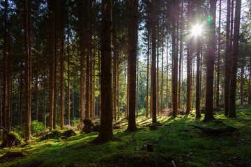 Fototapeta na wymiar Magic sunset light in mossy green forest landscape.