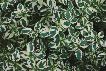 Green tropical leaves background. nature green background concept