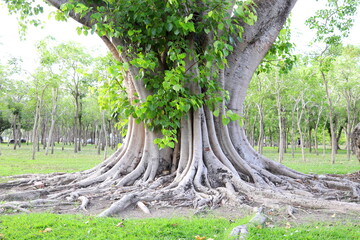Roots and trunk above ground of Sacred tree and leveses on branches. Another name is Sacred fig, Peepal tree, Bo tree, Bodhi tree, Peepal of India, Pipal of India. Peepul of India.