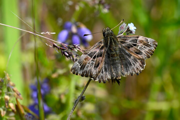 Mallow skipper // Malven-Dickkopffalter (Carcharodus alceae)