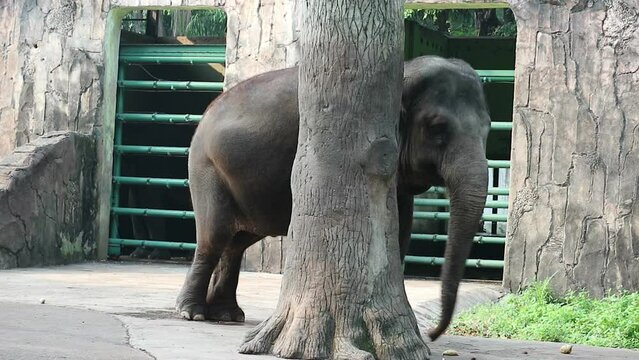 This is photo of Sumatran elephant (Elephas maximus sumatranus) in the Wildlife Park or Zoo. This elephant is a subspCecies of the Asian elephant that only lives on the island of Sumatra.

