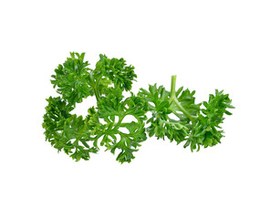 parsley transparent png