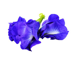 Butterfly Pea flower transparent png